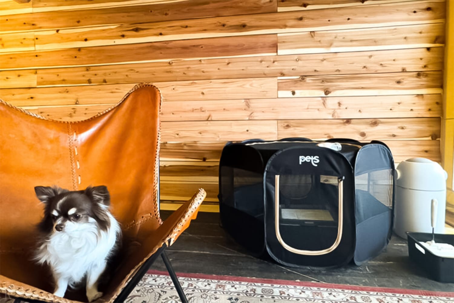 【ペット同伴可】グランピングテント・サファリ